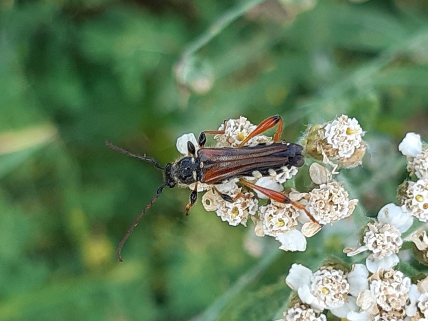 Stenopterus rufus - tarkacsápú keskenyfedőscincér