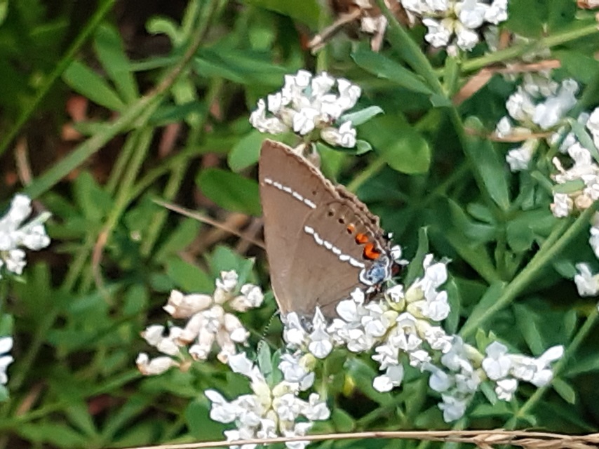 Satyrium spini - kökény-csücsköslepke