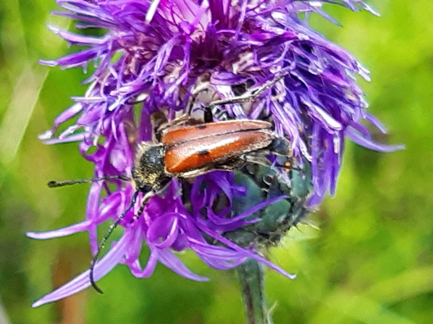 Vadonia unipunctata - kétpettyes virágcincér