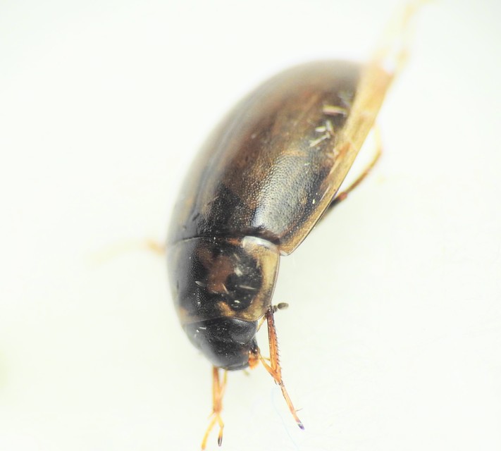 Enochrus quadripunctatus - négypettyes fakócsibor