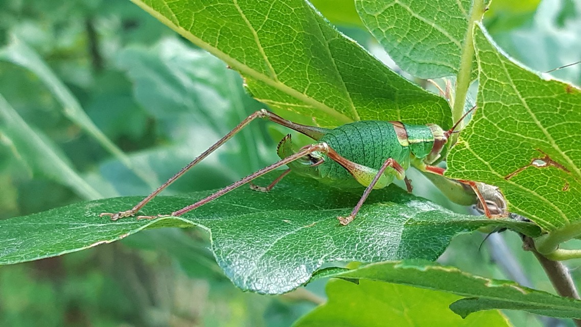 Ephippiger ephippiger - nyergesszöcske