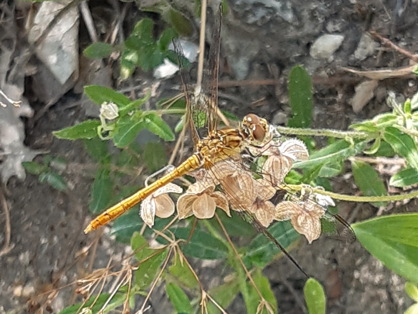 Sympetrum striolatum/vulgatum/meridionale