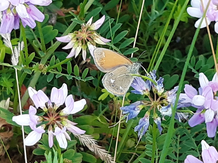 Coenonympha glycerion - közönséges szénalepke