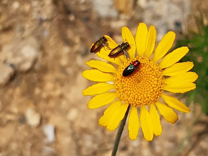 Anthaxia nitidula - ragyogó virágdíszbogár