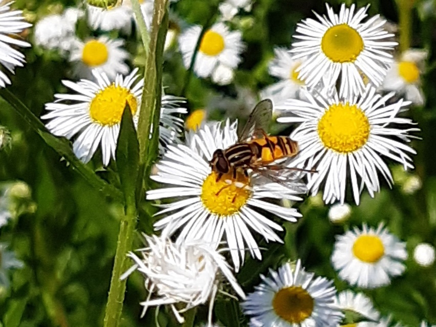 Helophilus pendulus - közönséges mocsárilégy