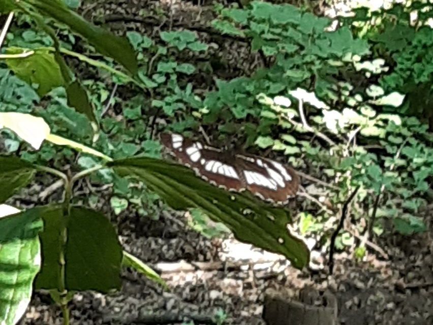 Neptis rivularis - nagy fehérsávoslepke