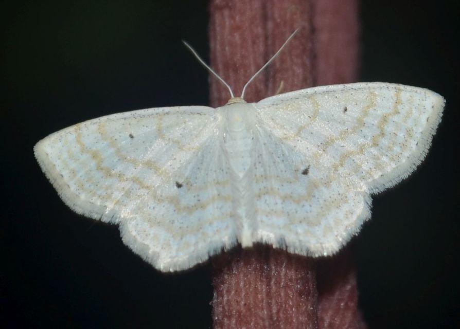 Scopula immutata - réti fehéraraszoló