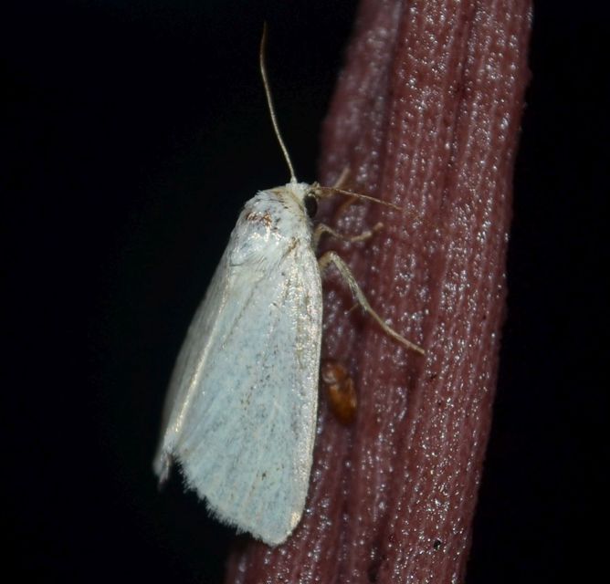 Photedes morrisii simonyisandori - Simonyi Sándor sásbaglya
