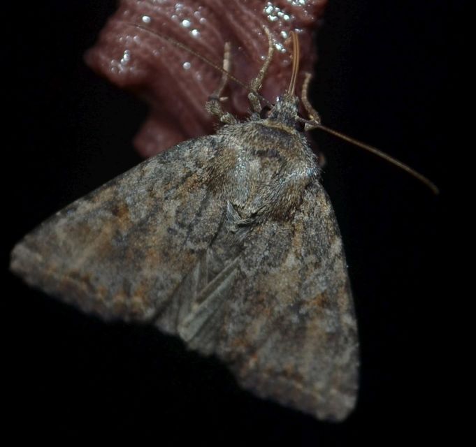Apterogenum ypsillon - ipszilon-erdeibagoly