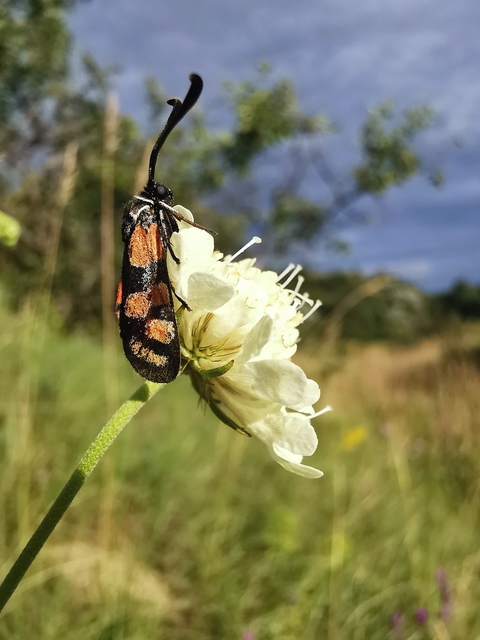 Zygaena carniolica - fehérgyűrűs csüngőlepke