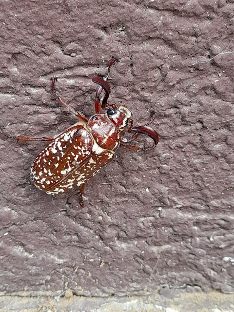 Polyphylla fullo - csapó cserebogár