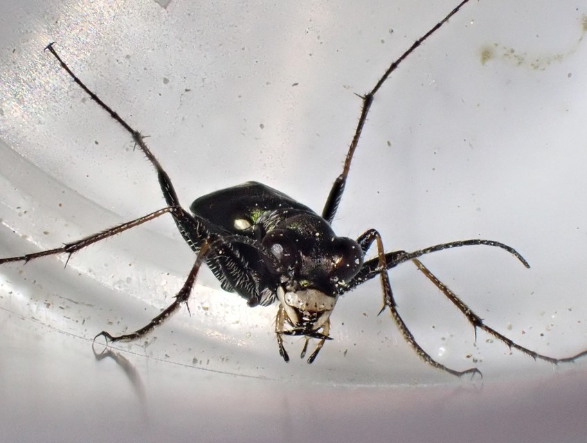 Cylindera germanica - parlagi homokfutrinka