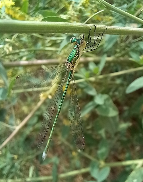Lestes virens vestalis - kis rablószitakötő