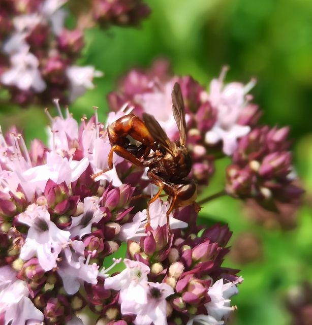 Sicus