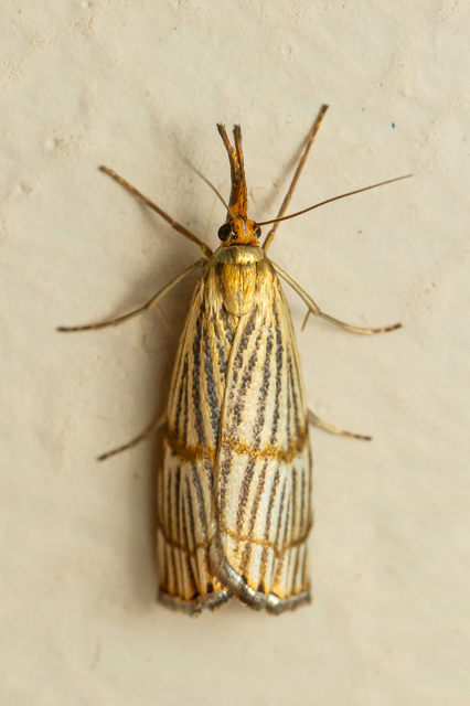 Chrysocrambus linetella - déli fűgyökérmoly