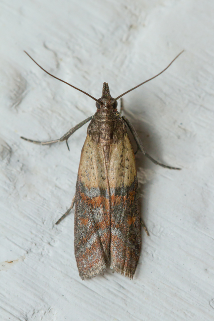 Plodia interpunctella - aszalványmoly