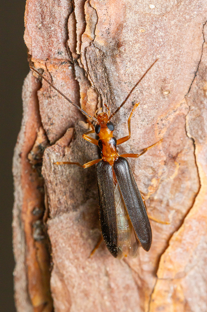Nacerdes carniolica - karnóliai álcincér