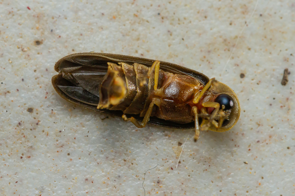 Lampyris noctiluca - nagy szentjánosbogár