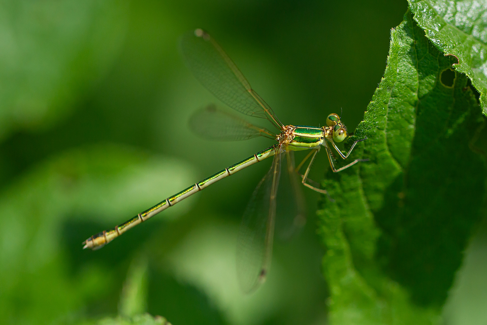 Lestes barbarus - foltosszárnyjegyű rablószitakötő