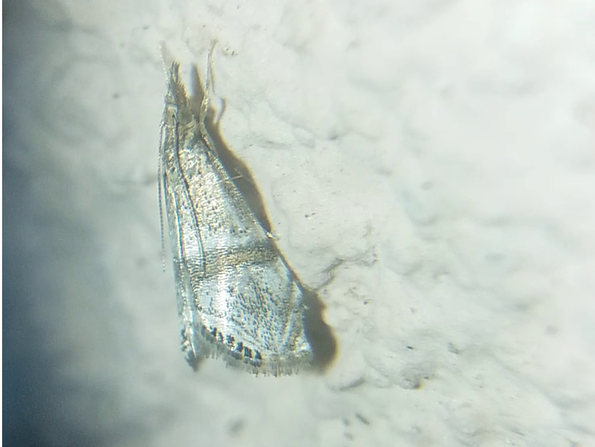 Euchromius bella - cifra mozaikmoly