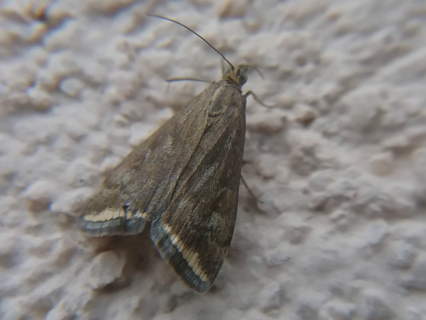 Loxostege sticticalis - muszkamoly
