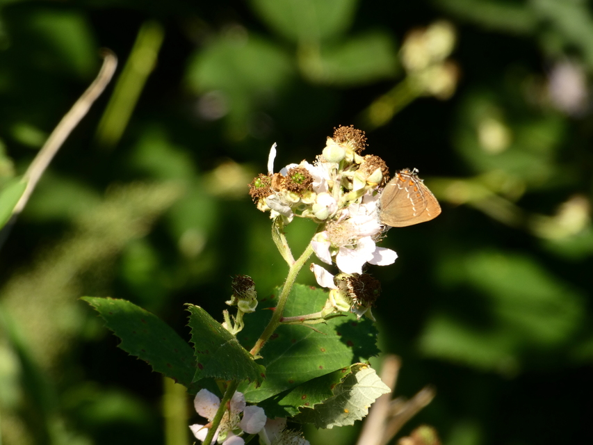 Satyrium ilicis - tölgyfa-csücsköslepke