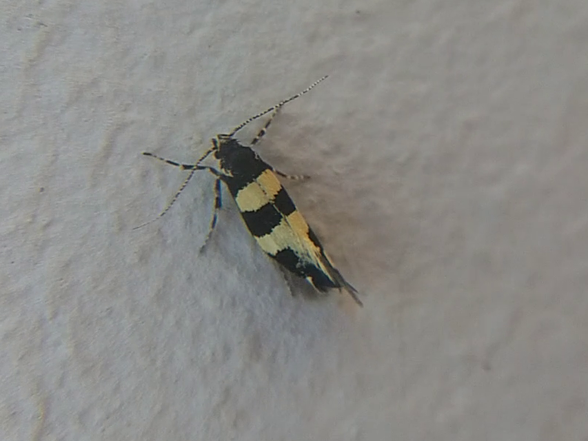 Denisia augustella - zebramoly