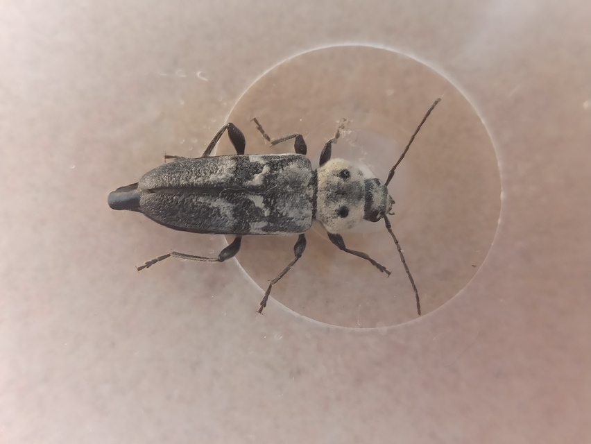 Hylotrupes bajulus - házicincér