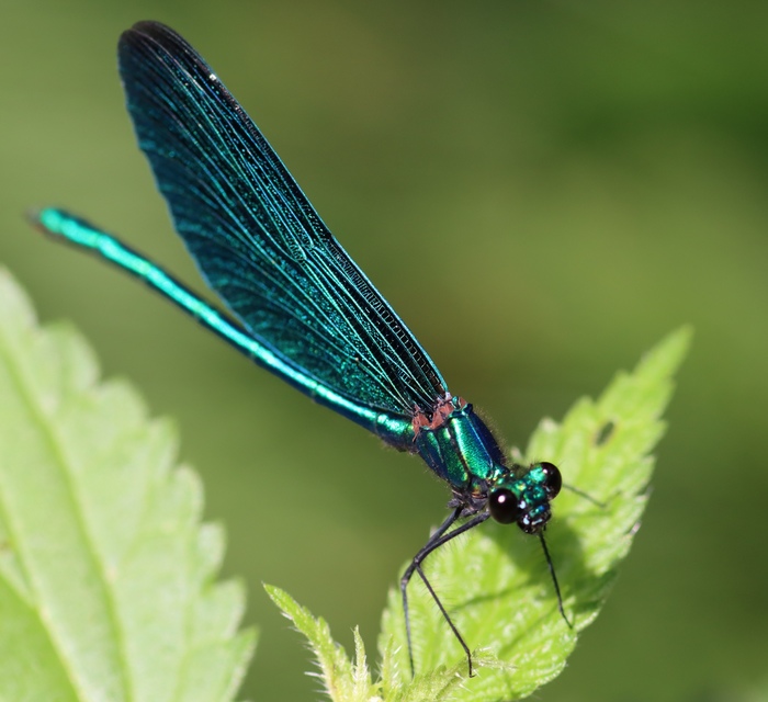 Calopteryx virgo - kisasszony-szitakötő