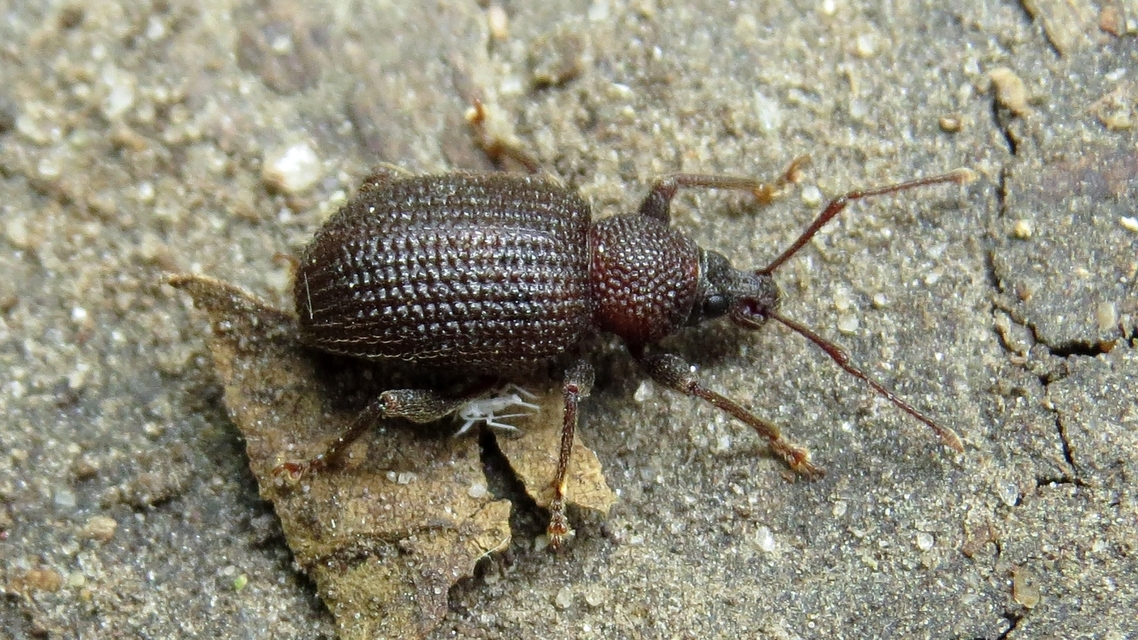 Otiorhynchus rugosostriatus - szamóca-gyalogormányos