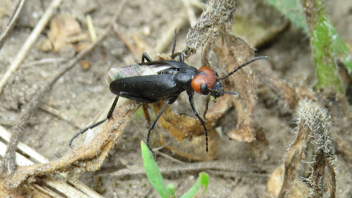 Epicauta rufidorsum - hollóbogár