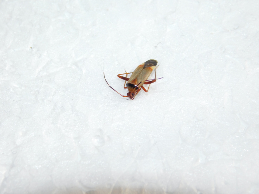 Adelphocoris vandalicus - feketevállú mezeipoloska