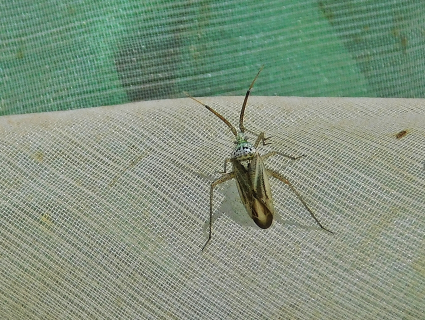Oncotylus setulosus - búzavirágpoloska