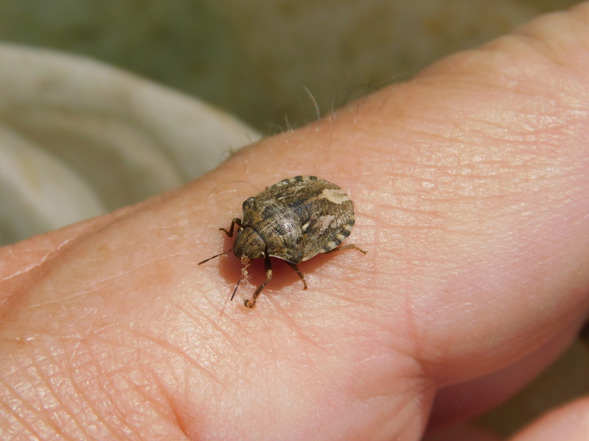 Eurygaster Eurygaster