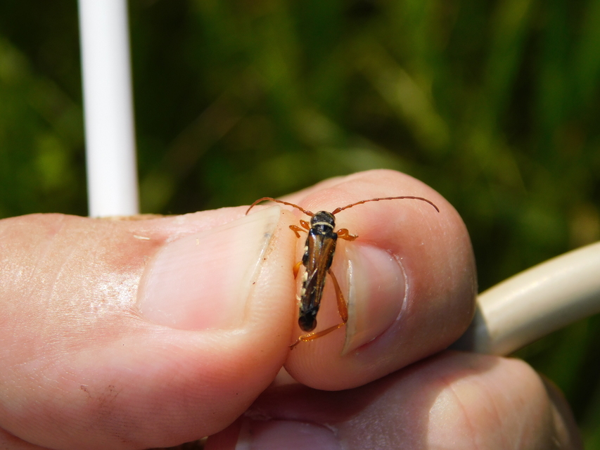 Stenopterus flavicornis - sárgacsápú keskenyfedőscincér