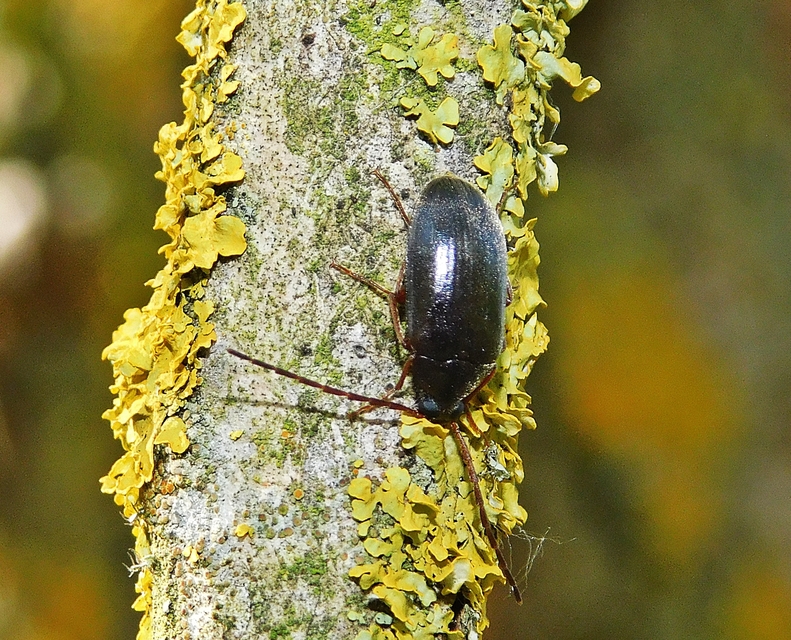 Hymenalia rufipes - rőtlábú alkonybogár