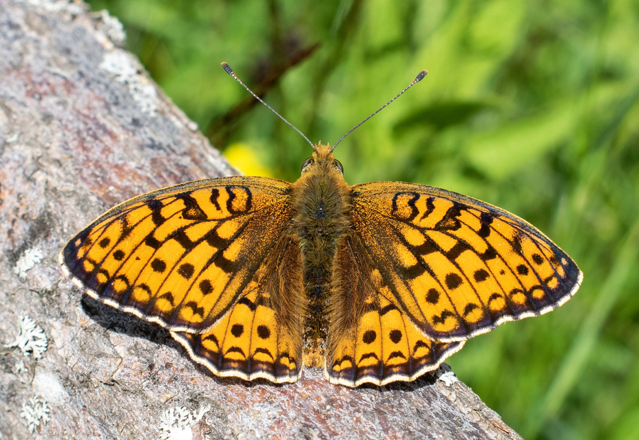 Argynnis niobe - ibolya-gyöngyházlepke