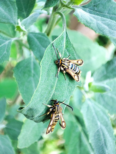 Sesiidae - szitkárfélék