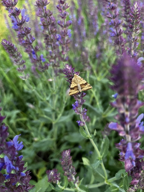 Heliothis viriplaca - mácsonyabagoly