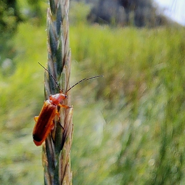 Rhagonycha fulva - feketevégű lágybogár