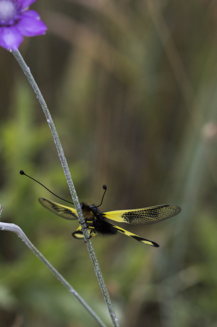 Libelloides macaronius - keleti rablópille