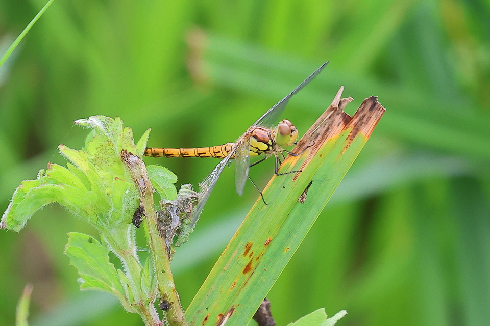 Sympetrum striolatum - harántsávos katona-szitakötő