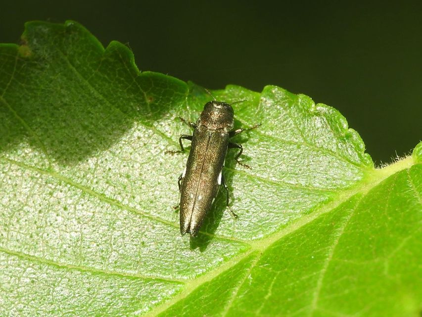 Agrilus ater - hatpettyes karcsúdíszbogár
