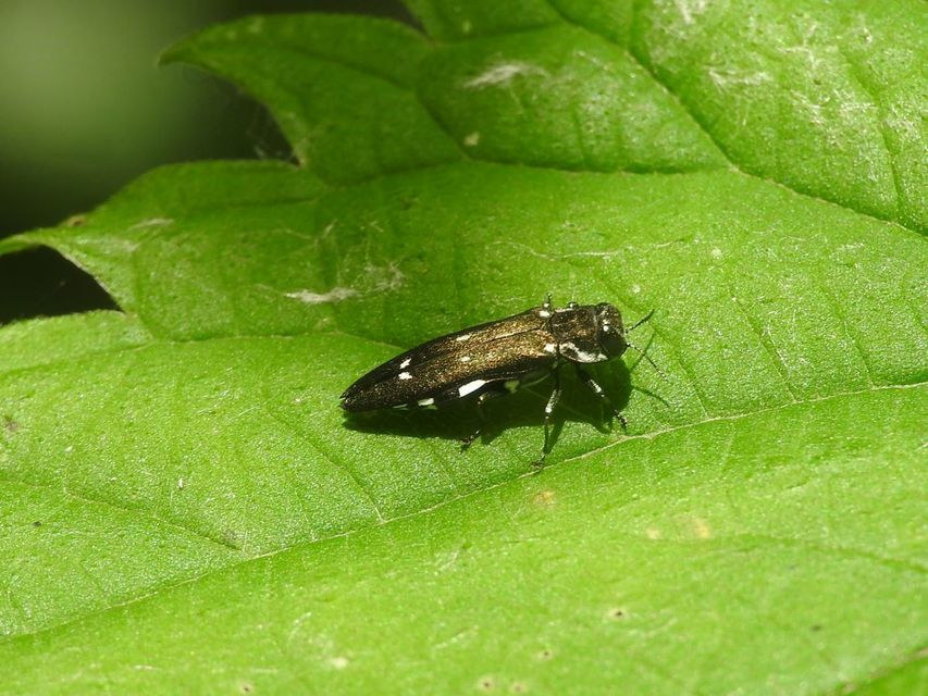 Agrilus ater - hatpettyes karcsúdíszbogár