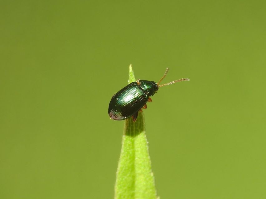Crepidodera