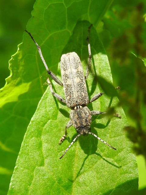Xylotrechus rusticus - egérszínű darázscincér