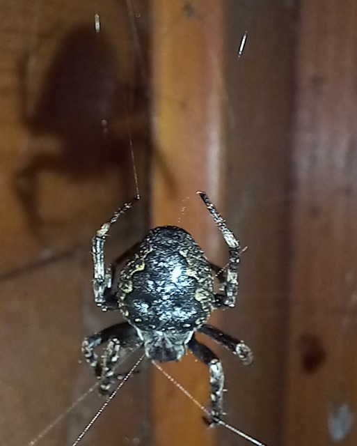Nuctenea umbratica - közönséges rés-keresztespók