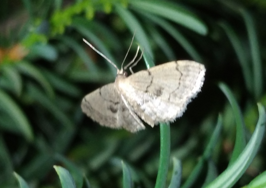 Idaea laevigata - sötétfoltos apróaraszoló