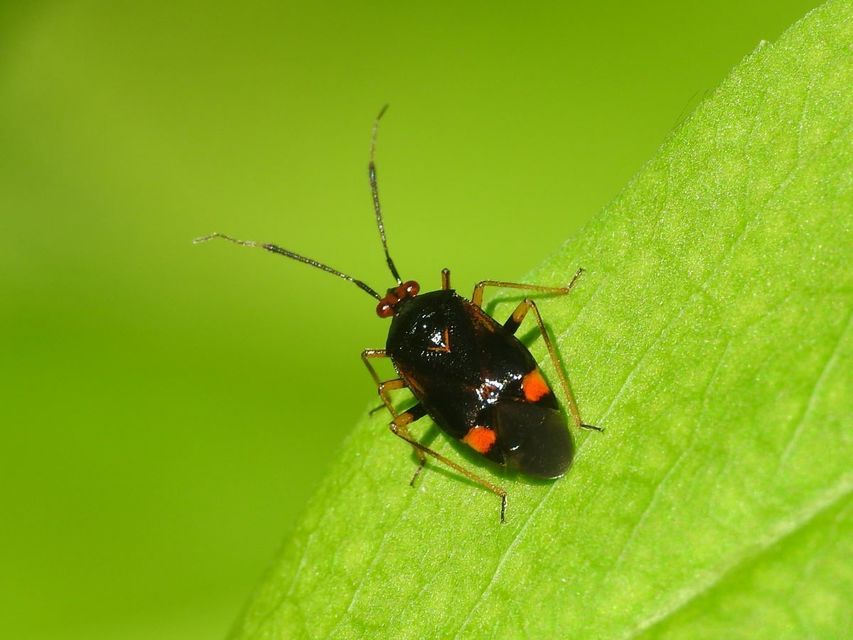 Deraeocoris ruber - vöröses mezeipoloska