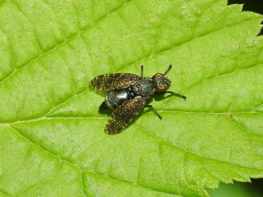 Platystoma